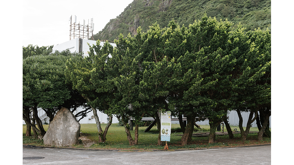 核後端處持續復育蘭嶼羅漢松已超過30年。
